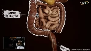 Illustration of a robot guide explaining the digestive tract, with callouts for the large intestine and rectum. A young learner is visible in the lower left corner, engaged in the experience.